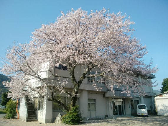 1-新年度に花添えて