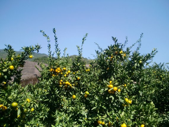 ミカン