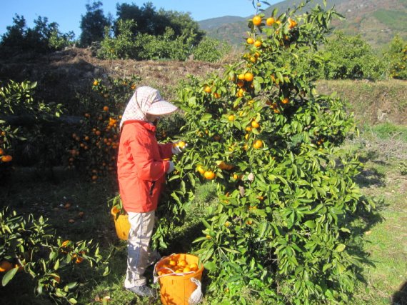みかん取りの季節